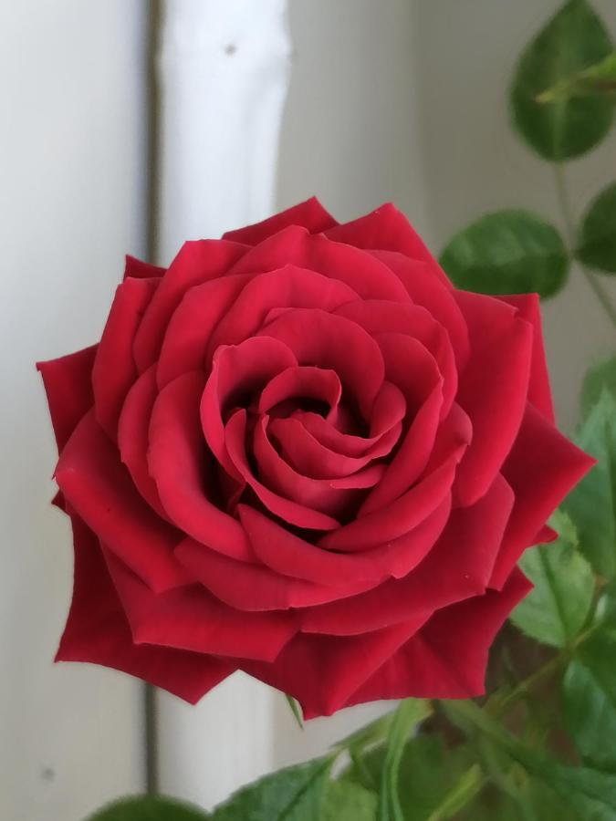 Red Rose Apartment Стреза Екстериор снимка